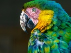 021-yellow-breasted macaw - essen grugapark botanical garden
