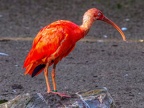 073-scarlet ibis - essen grugapark botanical garden