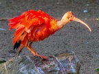 076-scarlet ibis - essen grugapark botanical garden