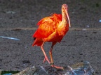 096-scarlet ibis - essen grugapark botanical garden