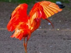105-scarlet ibis - essen grugapark botanical garden