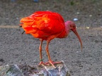 110-scarlet ibis - essen grugapark botanical garden