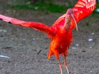 124-scarlet ibis - essen grugapark botanical garden