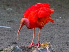 150-scarlet ibis - essen grugapark botanical garden