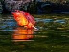 152-scarlet ibis - essen grugapark botanical garden