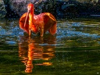159-scarlet ibis - essen grugapark botanical garden