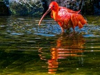 169-scarlet ibis - essen grugapark botanical garden