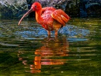 170-scarlet ibis - essen grugapark botanical garden