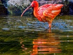 172-scarlet ibis - essen grugapark botanical garden