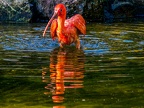 1061-scarlet ibis - essen grugapark botanical garden