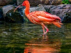 1067-scarlet ibis - essen grugapark botanical garden