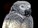 070-gray parrot