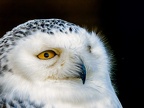 085-snowy owl