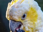 012-cockatiel