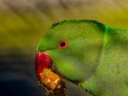 031-collared parakeet