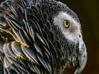 043-gray parrot