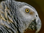 045-gray parrot