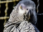 048-gray parrot