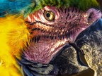 086-yellow-breasted macaw