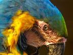 092-yellow-breasted macaw