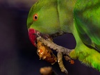 1096-collared parakeet