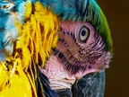 1117-yellow-breasted macaw