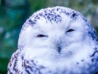 005 - zoom adventure world - gelsenkirchen - snowy owl