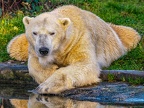 075 - zoom adventure world - gelsenkirchen - polar bear