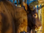 096 - zoom adventure world - gelsenkirchen - watussi cattle