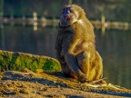 138 - zoom adventure world - gelsenkirchen - baboons