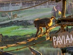 152 - zoom adventure world - gelsenkirchen - baboons