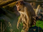 1160-zoom adventure world - gelsenkirchen - park-pig-tailed macaques