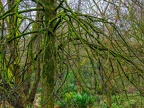 005-essen grugapark botanical garden
