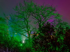 036-essen-grugapark-park lights-2024