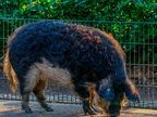 241 - oberhausen animal enclosure kaisergarten