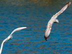 1182-oberhausen kaisergarten-black-headed gull