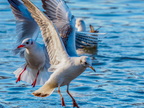 1208-oberhausen kaisergarten-black-headed gull