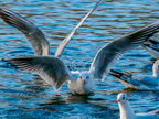 1210-oberhausen kaisergarten-black-headed gull