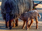 1256-oberhausen kaisergarten-zackel sheep