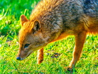 1276-oberhausen kaisergarten-european golden jackal