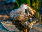 1298-oberhausen kaisergarten-swan goose