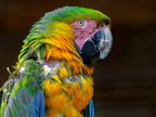 046-macaw