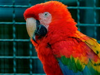 055-macaw