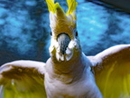108-yellow-crested cockatoo