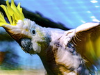 117-yellow-crested cockatoo
