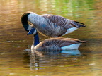130-canada goose