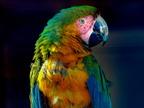 1330-essen-grugapark-macaw