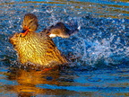 1366-essen-grugapark-mallard