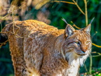 001 - zoom gelsenkirchen - eurasian lynx