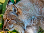 021 - zoom gelsenkirchen - eurasian lynx